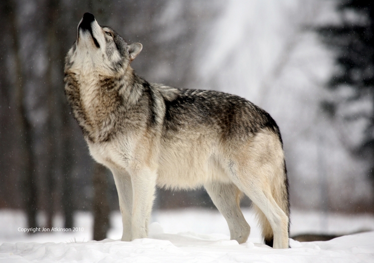 Canada Wildlife, Grey Wolf, wolf, artic wolf, Coyote, bison, moose, wolves